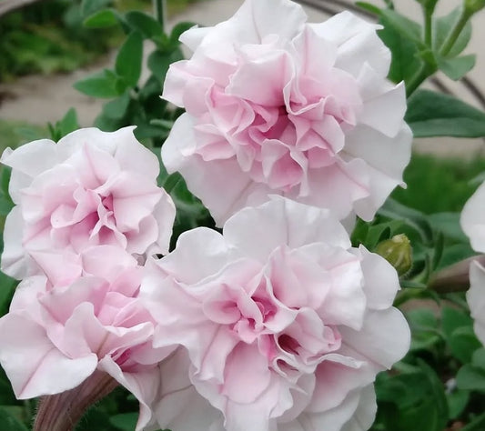 Petunia Double Andrea 200 Seeds