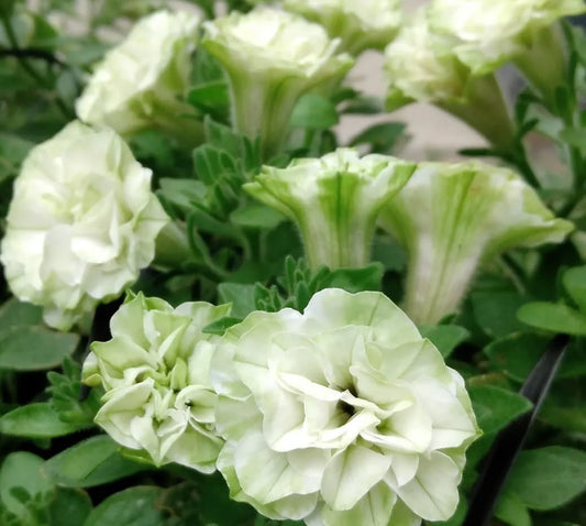 Petunia Double Deborah 200 Seeds