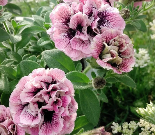 Petunia Double Kimberly 200 Seeds