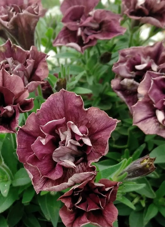 Petunia Double Brenda 200 Seeds