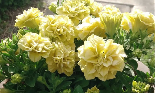 Petunia Double Margaret 200 Seeds
