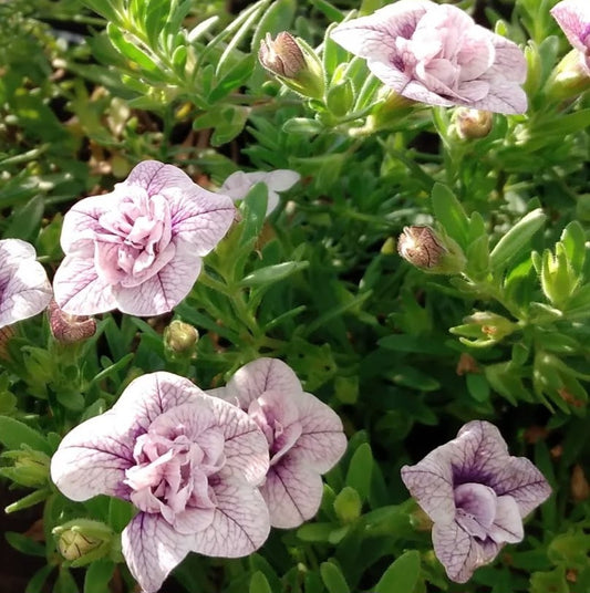 Calibrachoa ( Superbells ) Mildred 15 Pellets