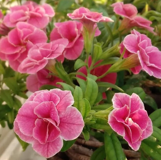 Calibrachoa ( Superbells ) Darlene 15 Pellets