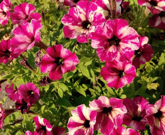 Calibrachoa ( Superbells ) Marjorie 15 Pellets
