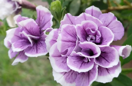 Petunia Double Frances 200 Seeds