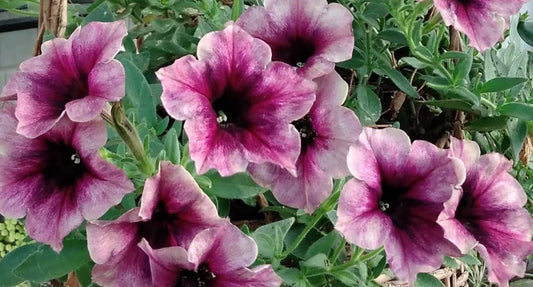 Petunia Easton 200 Seeds