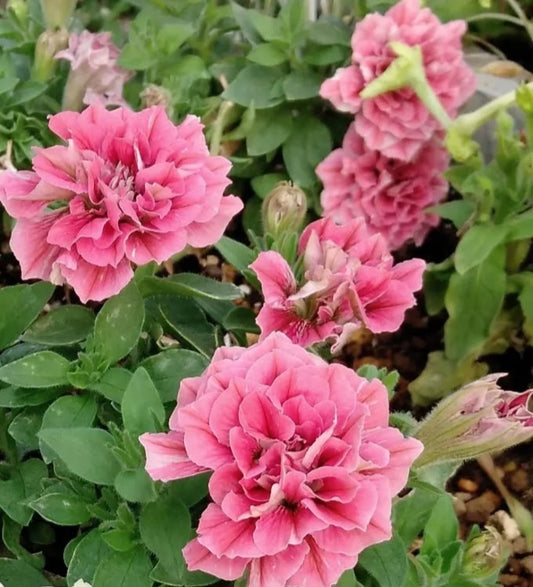 Petunia Double Colton 200 Seeds
