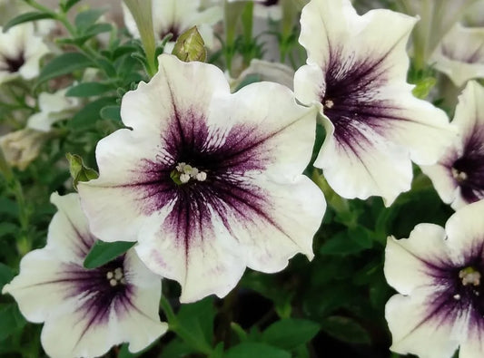 Petunia Jordan 200 Seeds