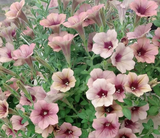 Petunia Amir 200 Seeds