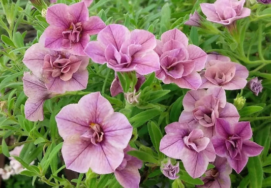 Calibrachoa ( Superbells ) Doris 15 Pellets