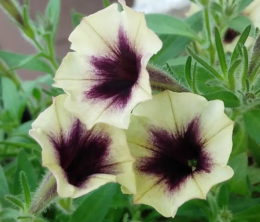 Petunia Beau 200 Seeds