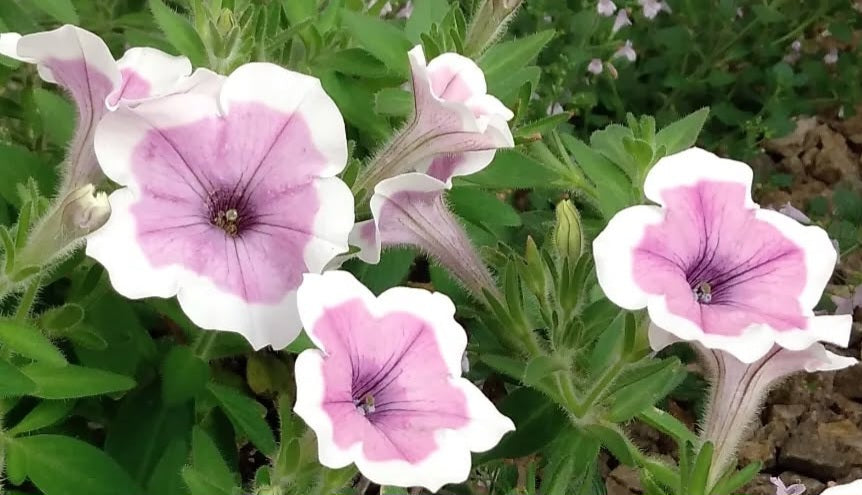 Petunia Silas 200 Seeds
