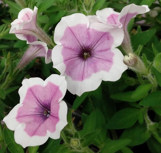 Petunia Silas 200 Seeds