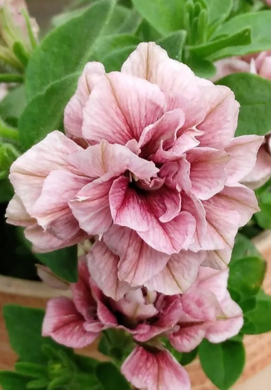 Petunia Double Jaxon 200 Seeds