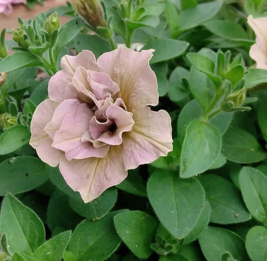 Petunia Double Walker 200 Seeds