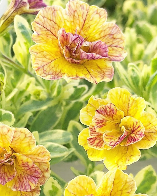 Calibrachoa ( Superbells ) Juanita 15 Pellets