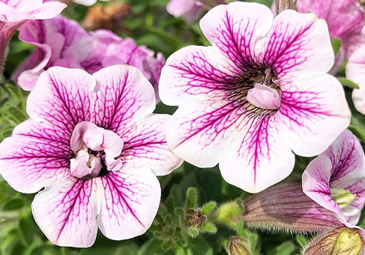 Calibrachoa ( Superbells ) Robin 15 Pellets