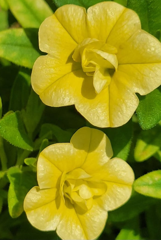 Calibrachoa ( Superbells ) Phyllis 15 Pellets