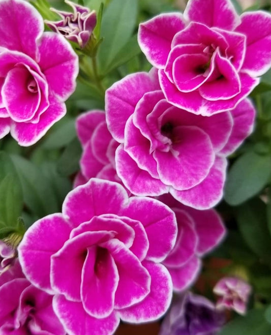 Calibrachoa ( Superbells ) Pauline 15 Pellets