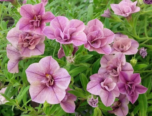 Calibrachoa ( Superbells ) Stacy 15 Pellets
