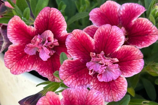 Calibrachoa ( Superbells ) Strawberries 15 Pellets