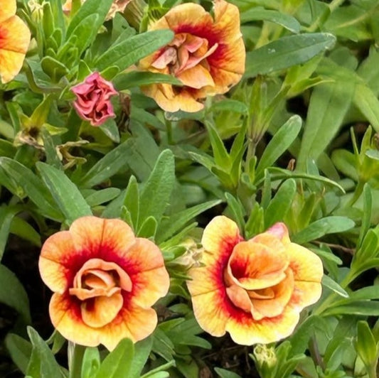 Calibrachoa ( Superbells ) Bessie 15 Pellets