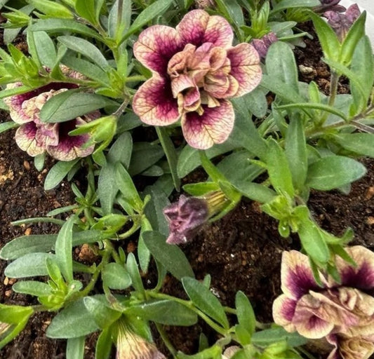 Calibrachoa ( Superbells ) Rosa 15 Pellets