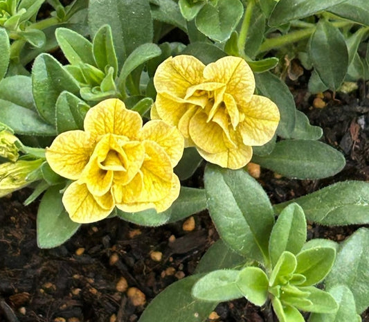 Calibrachoa ( Superbells ) Delores 15 Pellets