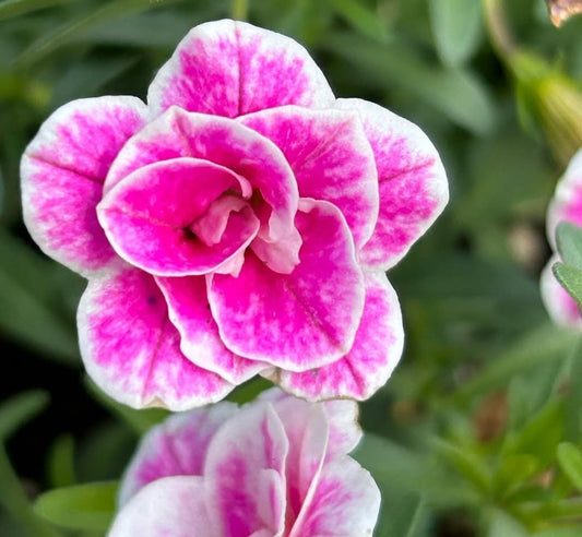 Calibrachoa ( Superbells ) Patsy 15 Pellets