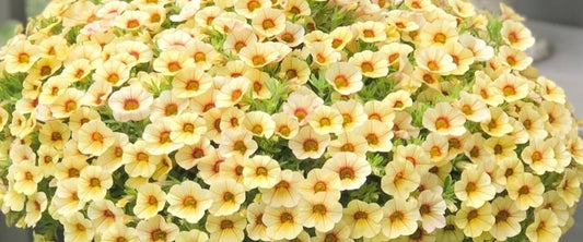 Calibrachoa ( Superbells ) Colleen 15 Pellets