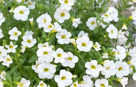Calibrachoa ( Superbells ) Iceland 15 Pellets
