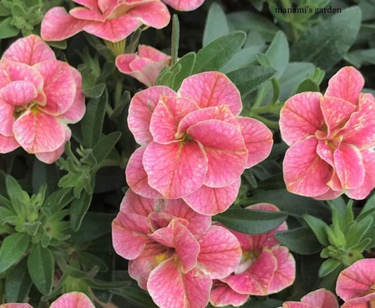 Calibrachoa ( Superbells ) Lorraine 15 Pellets