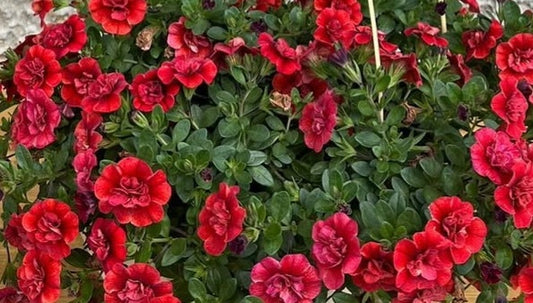 Calibrachoa ( Superbells ) Firelands 15 Pellets