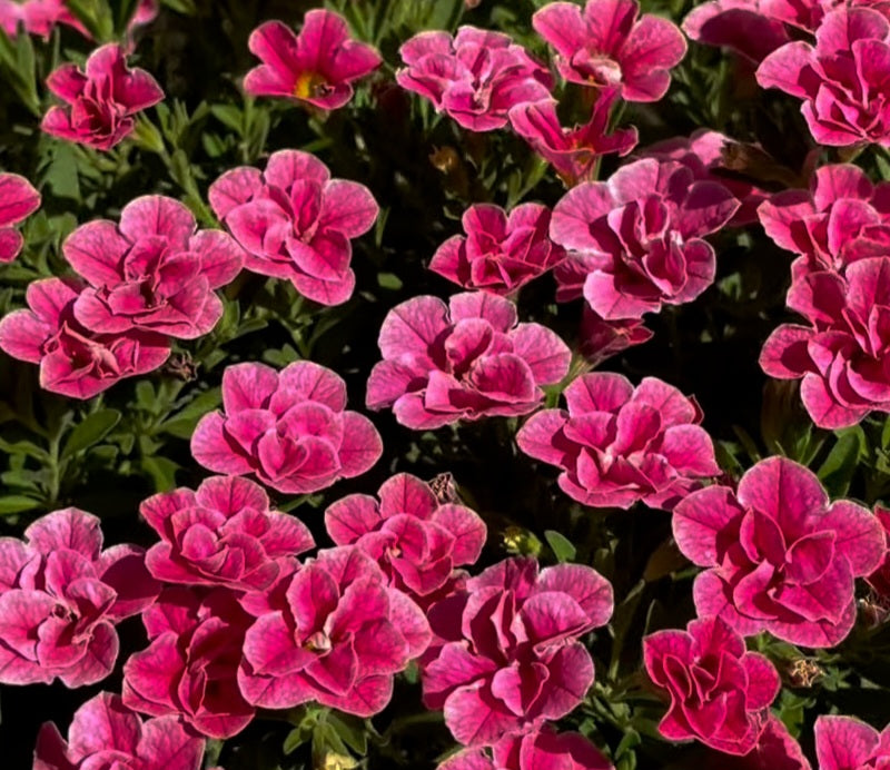 Calibrachoa ( Superbells ) Maxine 15 Pellets