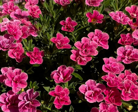 Calibrachoa ( Superbells ) Maxine 15 Pellets