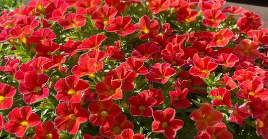 Calibrachoa ( Superbells ) Jessie 15 Pellets