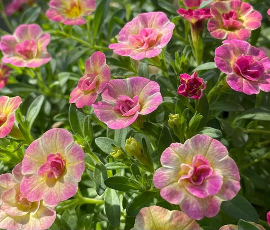 Calibrachoa ( Superbells ) Courtney 15 Pellets