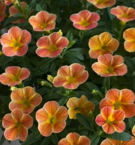 Calibrachoa ( Superbells ) Ramona 15 Pellets