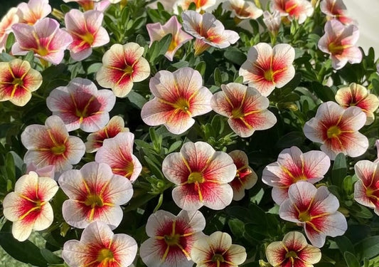 Calibrachoa ( Superbells ) Willie 15 Pellets