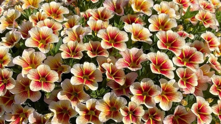 Calibrachoa ( Superbells ) Willie 15 Pellets