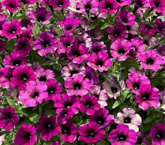 Calibrachoa ( Superbells ) Charlene 15 Pellets