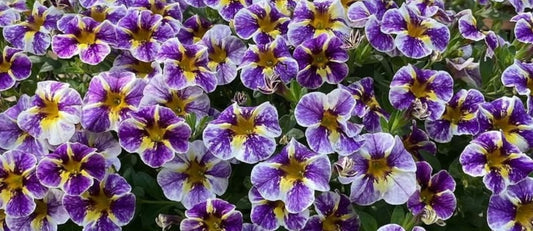 Calibrachoa ( Superbells ) Terry 15 Pellets