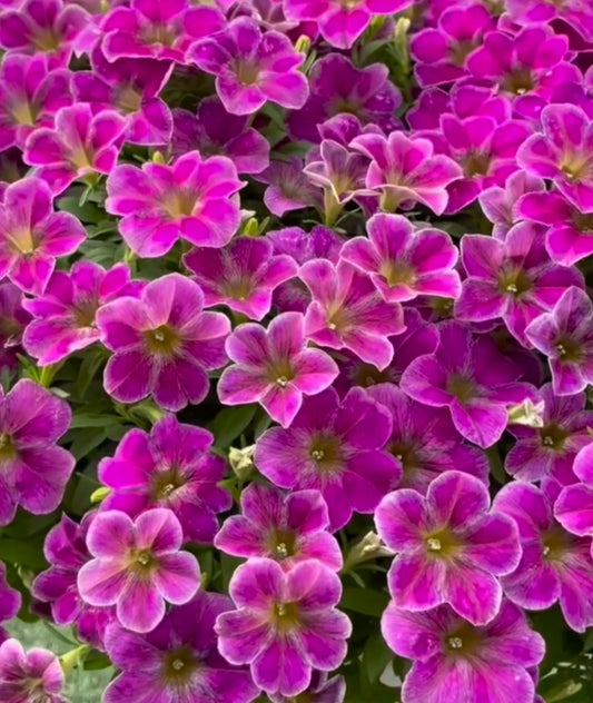 Calibrachoa ( Superbells ) Sherri 15 Pellets