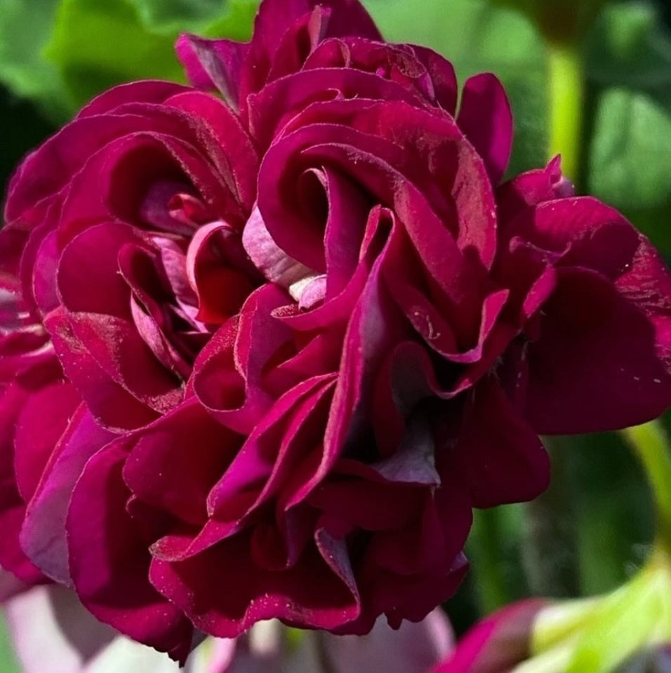 Pelargonium F2 Hybrid Althea 10 Pellets