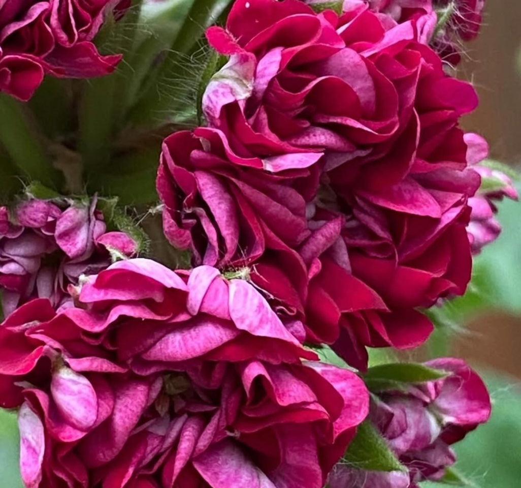 Pelargonium F2 Hybrid Althea 10 Pellets