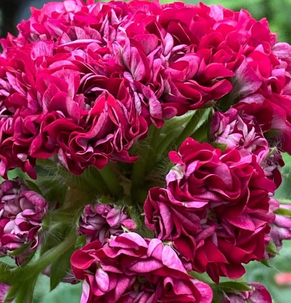 Pelargonium F2 Hybrid Althea 10 Pellets