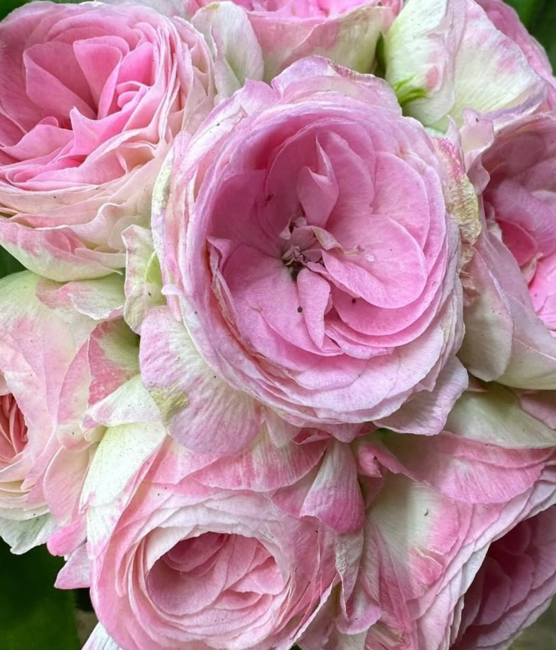 Pelargonium F2 Hybrid Lennon 10 Pellets