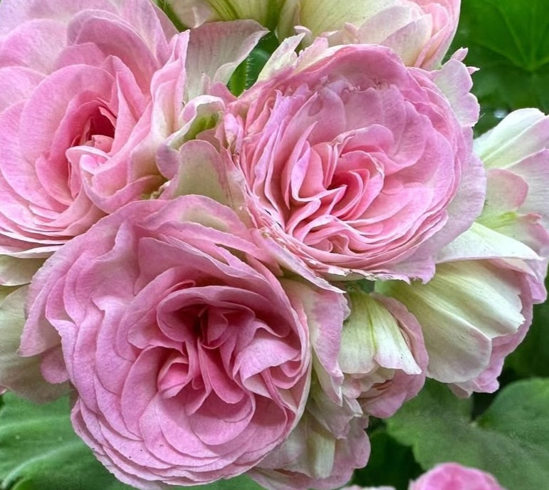 Pelargonium F2 Hybrid Lennon 10 Pellets