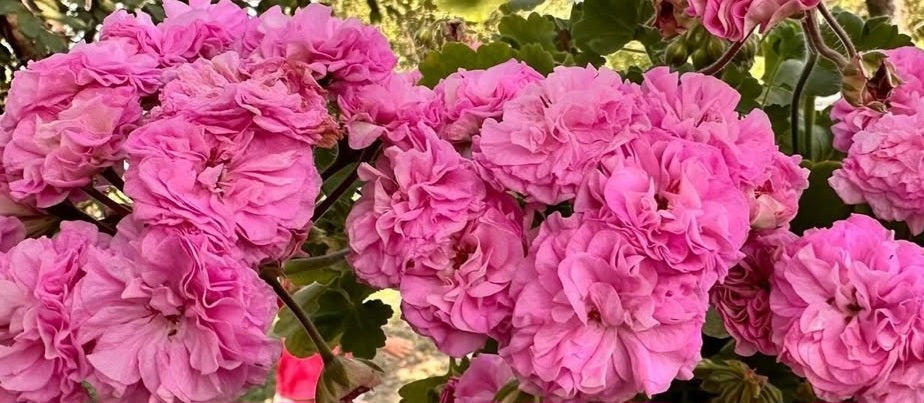 Pelargonium F2 Hybrid Peyton 10 Pellets