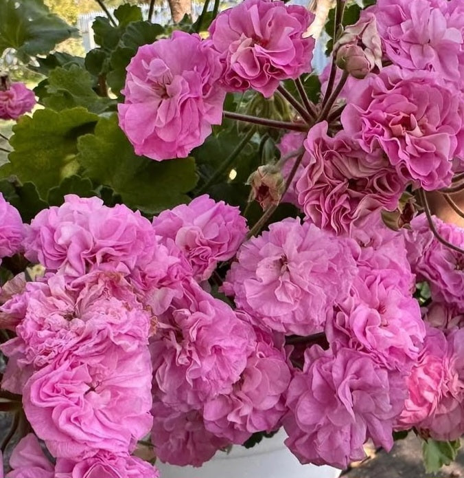 Pelargonium F2 Hybrid Peyton 10 Pellets